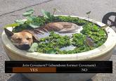 Join Covenant? (abandons former Covenant) YES NO