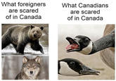 What foreigners What Canadians are scared of in Canada are scared of in Canada TAZ