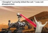 I Googled "curiosity killed the cat." I was not disappointed.