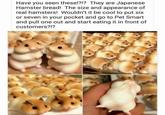 Have you seen these!?!? They are Japanese Hamster bread! The size and appearance of real hamsters! Wouldn't it be cool to put six or seven in your pocket and go to Pet Smart and pull one out and start eating it in front of customers?!?