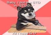 Baby, I put the STD in STUD. All I need is U