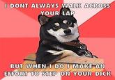 I DONT ALWAYS WALK ACROSS YOUR LAP BUT WHEN I DO I MAKE AN EFFORT TO STEP ON YOUR D---