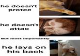 he doesn't protec he doesn't attac But most importantly he lays on his back m