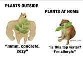plants be like PLANTS OUTSIDE PLANTS AT HOME @planty_hoes "mmm, concrete. cozy" "is this tap water? i'm allergic"