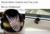 Some idiots: Insects can't be cute Me an intellectual: