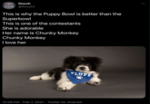 ... fincch @fincch1 This is why the Puppy Bowl is better than the Superbowl This is one of the contestants She is adorable Her name is Chunky Monkey Chunky Monkey I love her FLUFF 12:09 PM · Feb 7, 2021 · Twitter for Android
