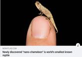 NEWATLAS.COM Newly discovered "nano-chameleon" is world's smallest known reptile