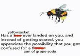 yellowjacket Has a bee ever landed on you, and instead of getting scared, you appreciate the possibility that you got confused for a fleer can of grape soda