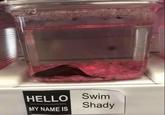 Swim HELLO Shady MY NAME IS