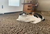 DO NOT THE CAT? Do not the cat