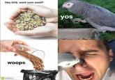 Hey birb, want sum seed? yos woops Girb meme