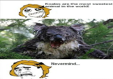 Koalas are the most sweetest animal in the world! Nevermind..
