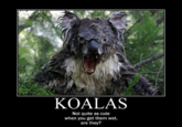 KOALAS Not quite as cute when you get them wet, are they?