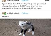 w33d-witch Follow 1/3 I just found out the offspring of a goat and sheep is called a GEEP and they're the cutest lil s---- ever I want 200 of them w33d-witch Follow A baby