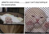 Jailed for smol crimes.. .guys I can't stop looking at the second photo
