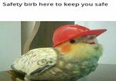 Cute small "bird":/memes/birds--2 in a hard hat dubbed "Safety Birb".