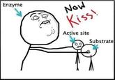 Enzyme Now Kiss! Active site Substrate
