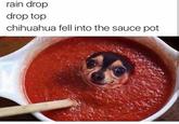 rain drop drop top chihuahua fell into the sauce pot 0OStomustacne