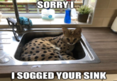 SORRY I I SOGGED YOUR SINK