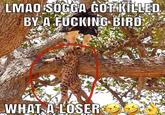 LMAO SOGGA GOT KILLED BY A F------ BIRD WHAT A LOSER