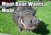 Moar Boar Wants Moar