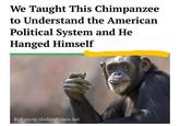 We Taught This Chimpanzee to Understand the American Political System and He Hanged Himself Full story: thehardtimes.net