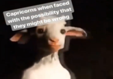 Standing Goat Capricorn Meme Capricorns when faced with the possibility that they might be wrong