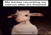 Standing Goat Barber Meme My barber recording my haircut after it's finished