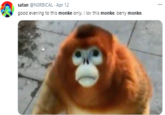 satan @NORBICAL · Apr 12 ... good evening to this monke only. i lov this monke. berry monke.