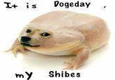 It is Dogeday my Shibes
