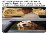 When you're stuck in a traffic jam but there's a dog in the car next to you