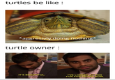 turtles be like : *aggresivly doing nothing* turtle owner : I'VE LOOKED AT THIS FOR FIVE HOURS NOW. IT'S BEAUTIFUL.
