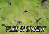 !https://i.kym-cdn.com/photos/images/original/001/477/363/a0a.jpeg!

Quote From Harpmony:
" Spanish speaker here! The original name the suffix "ito" is added to in mosquito refers to "mosca", the spanish name for fly. The name mosquito literally means "little fly" "