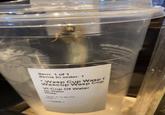 Item: 1 of 1 Items in order: 1 Wasp C Wasp Cup Wascup Waxp Cúp Vt Cup Of Water No Water Wasp 413 49 PM CAFE 1633