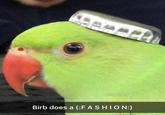 Birb does a (:FASHION:)