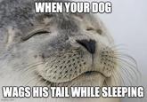 WHEN YOUR DOG WAGS HIS TAIL WHILE SLEEPING imgflip.com