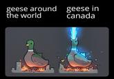 geese around geese in the world canada