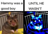Hammy was a UNTIL HE good boy WASN'T