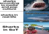 sharks according to media and pop culture imma do a swim sharks in real life blub blub Sharks in SoT