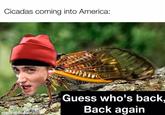 Cicadas coming into America: Guess who's back, Back again made with mematic