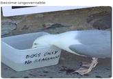 become ungovernable DOGS ONLY No SEAGULLS!