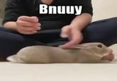 Bnuuy