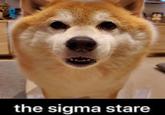 the sigma stare