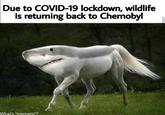 Due to COVID-19 lockdown, wildlife is returning back to Chernobyl What's "mematic"?