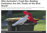 Why Australia's Trash Bin–Raiding Cockatoos Are the 'Punks of the Bird World' The birds can bust open garbage lids-and the behavior is catching on fast, which could be a sign of social learning A sulfur-crested cockatoo flips open the lid of a bin. (Barbara Klump / Max Planck Institute of Animal Behavior)