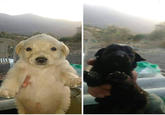 Screencap of the post containing the original picture of Jotchua (actual name Caín), along with another black puppy called Abel.
The photos were taken at Monterrey, Nuevo León, Mexico and posted in an adoption group.
The puppies were adopted the same day the pics were posted.
