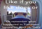 Like it you like dogs or Or remember what happened in Tianamen quare on April 15, 1989 AVIvind