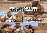 Melons WHY DO MELONS HAVE WEDDINGS? WHY? BECAUSE THEY CANTALOUPE!