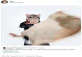 gozi @lightskintiger ... vegeta's fursona @COMBVRO · Aug 23 Had a dream about a very large rat that attacked by throwing smaller, regular- sized rats at me Show this thread 5:55 PM - Aug 23, 2021 - Twitter for iPhone