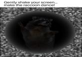Gently shake your screen... make the raccoon dance! @insta_raccoon_gram